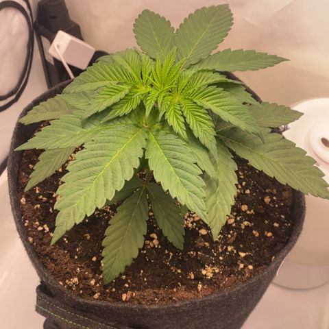STELLA x Godfather OG growlog timeline photo