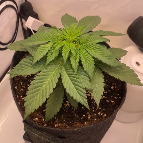 STELLA x Godfather OG growlog photo: 03.05.2025 - Topping