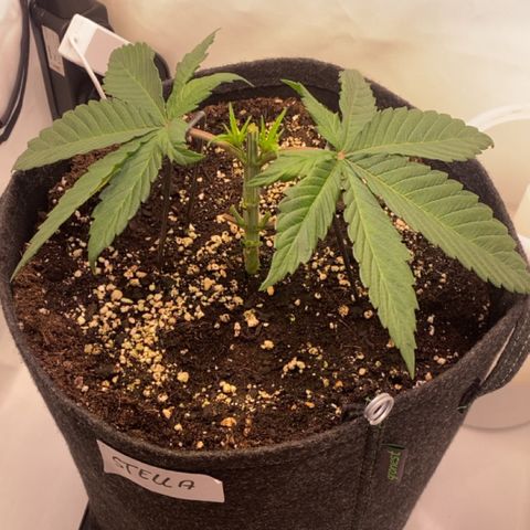 STELLA x Godfather OG growlog photo: 03.05.2025 - Nach dem Topping