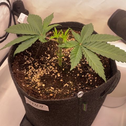 STELLA x Godfather OG growlog timeline photo