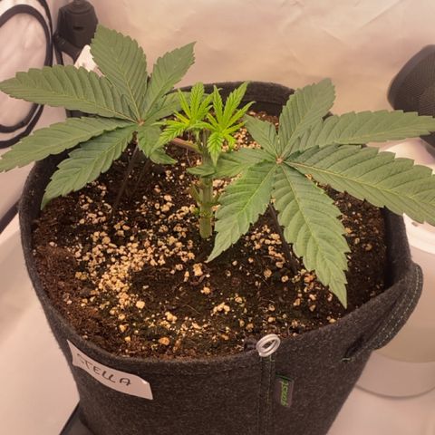 STELLA x Godfather OG growlog timeline photo