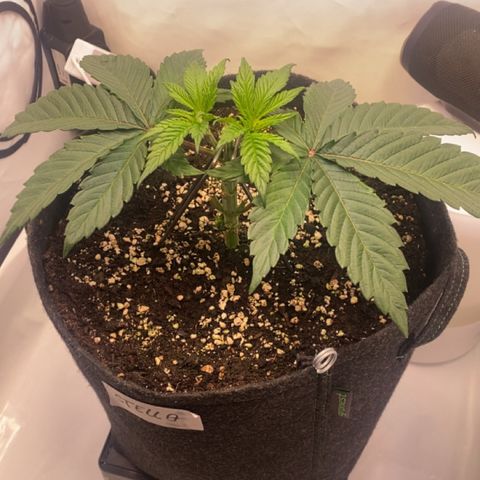 STELLA x Godfather OG growlog timeline photo