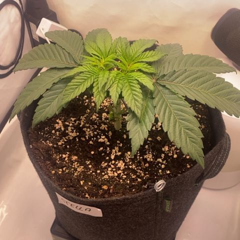 STELLA x Godfather OG growlog timeline photo