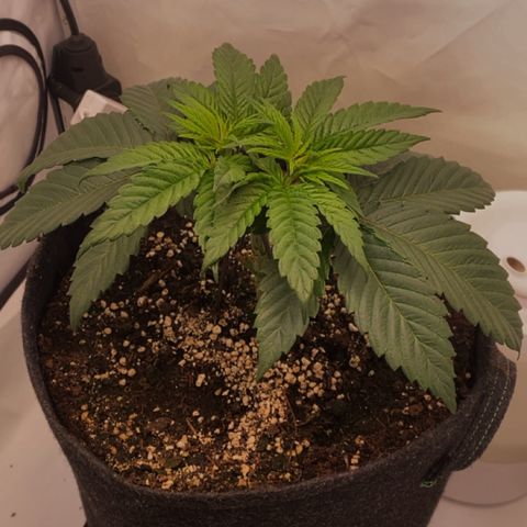 STELLA x Godfather OG growlog timeline photo
