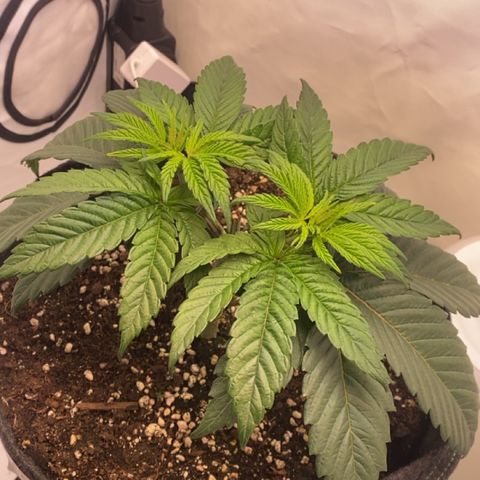 STELLA x Godfather OG growlog timeline photo