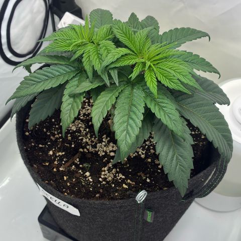 STELLA x Godfather OG growlog timeline photo