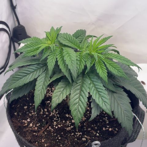STELLA x Godfather OG growlog timeline photo