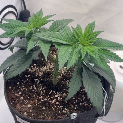 STELLA x Godfather OG growlog timeline photo