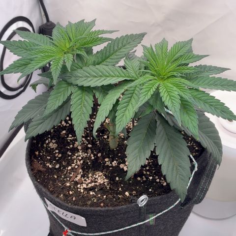 STELLA x Godfather OG growlog timeline photo