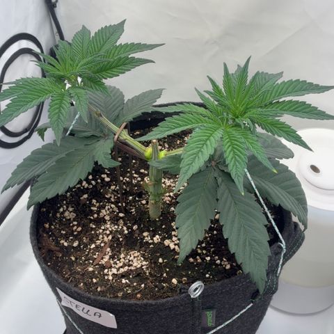 STELLA x Godfather OG growlog timeline photo