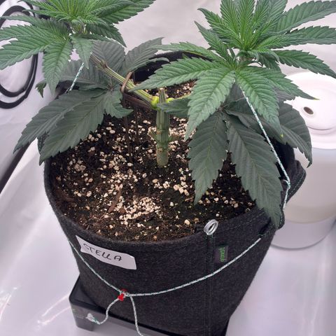 STELLA x Godfather OG growlog timeline photo