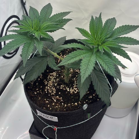 STELLA x Godfather OG growlog timeline photo
