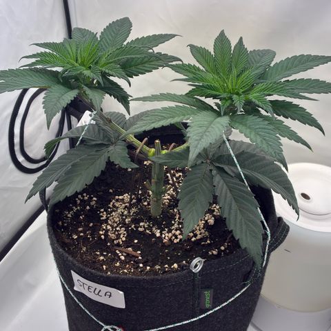STELLA x Godfather OG growlog timeline photo