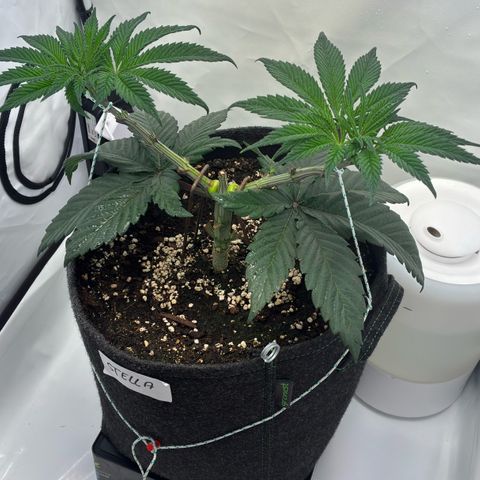 STELLA x Godfather OG growlog timeline photo