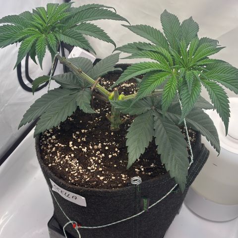 STELLA x Godfather OG growlog timeline photo