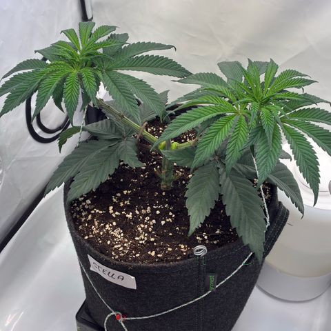 STELLA x Godfather OG growlog timeline photo