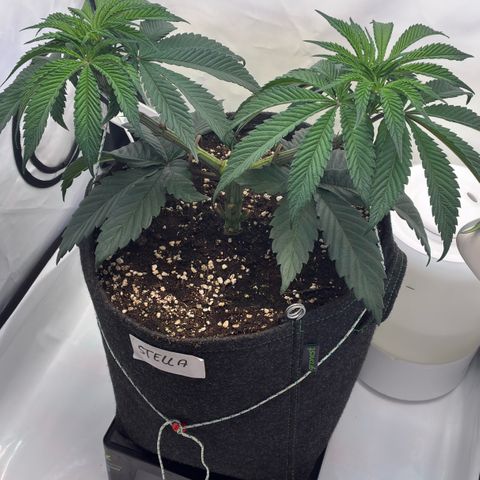 STELLA x Godfather OG growlog timeline photo