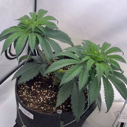 STELLA x Godfather OG growlog timeline photo