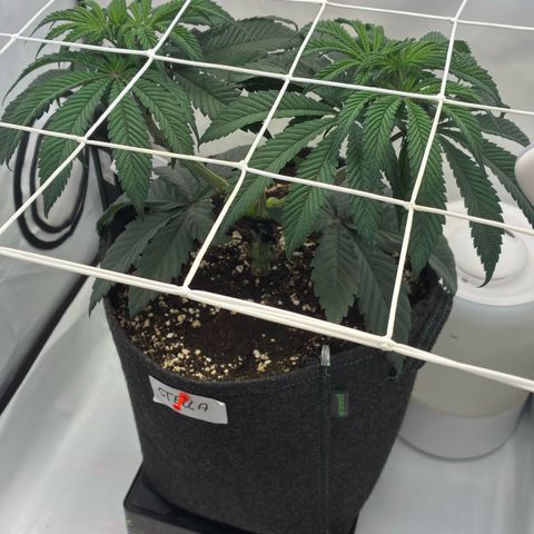 STELLA x Godfather OG growlog timeline photo