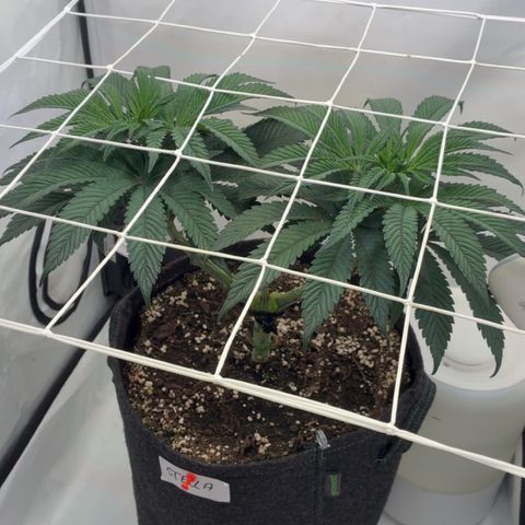 STELLA x Godfather OG growlog timeline photo