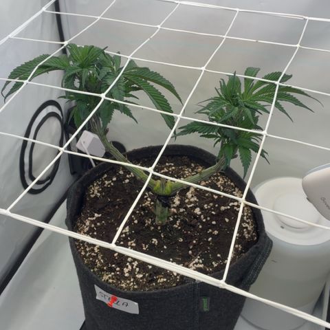 STELLA x Godfather OG growlog timeline photo