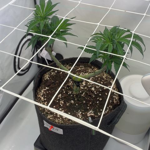 STELLA x Godfather OG growlog timeline photo