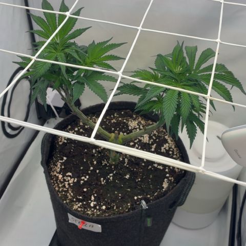 STELLA x Godfather OG growlog timeline photo