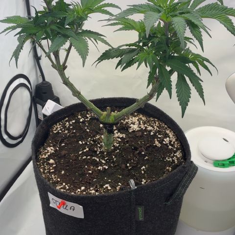 STELLA x Godfather OG growlog timeline photo