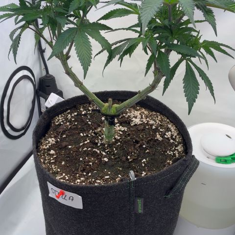 STELLA x Godfather OG growlog timeline photo