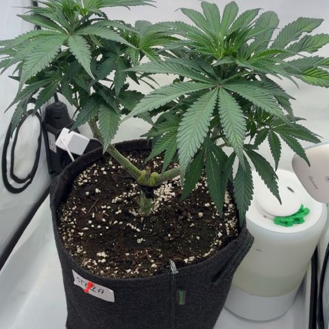 STELLA x Godfather OG growlog timeline photo