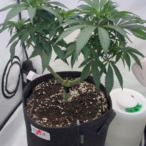 STELLA x Godfather OG growlog timeline photo