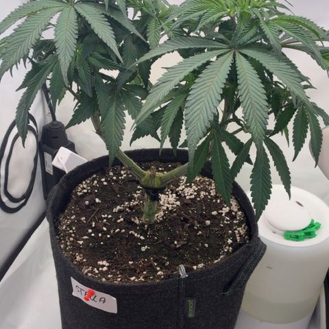 STELLA x Godfather OG growlog timeline photo