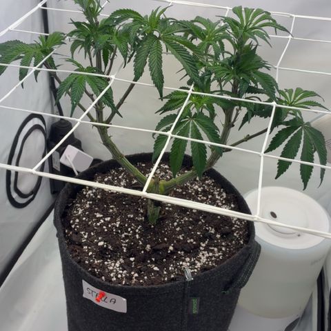 STELLA x Godfather OG growlog timeline photo