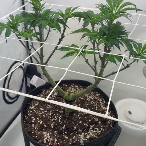 STELLA x Godfather OG growlog timeline photo
