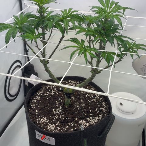 STELLA x Godfather OG growlog timeline photo