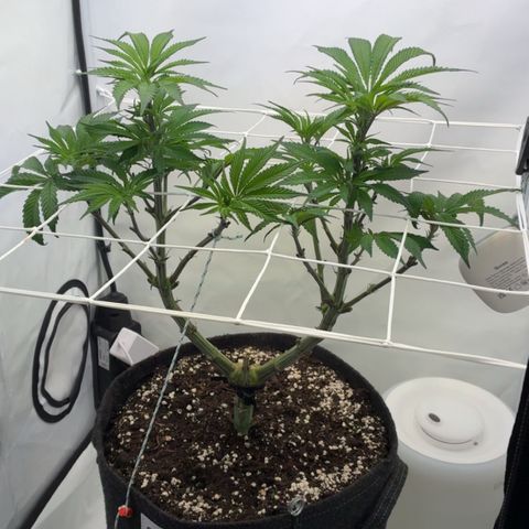 STELLA x Godfather OG growlog timeline photo