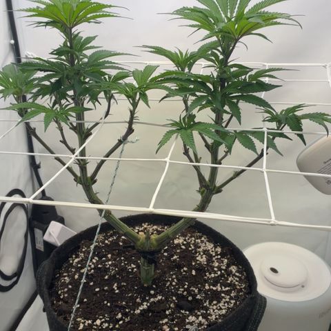STELLA x Godfather OG growlog timeline photo