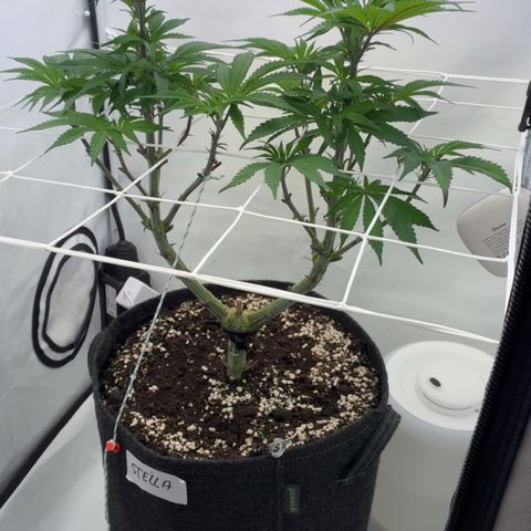 STELLA x Godfather OG growlog timeline photo