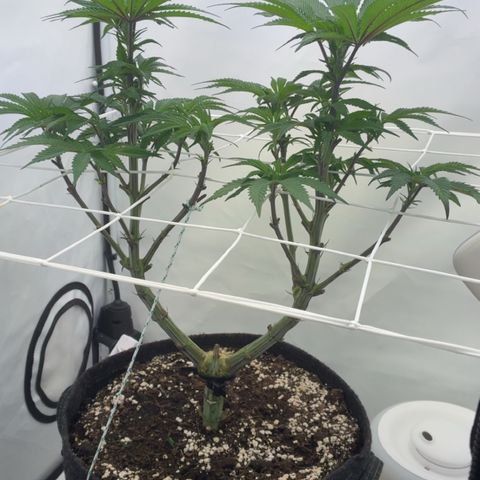 STELLA x Godfather OG growlog timeline photo