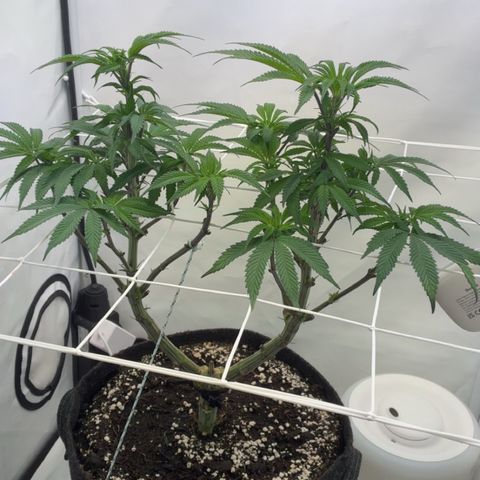STELLA x Godfather OG growlog timeline photo