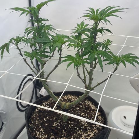 STELLA x Godfather OG growlog timeline photo