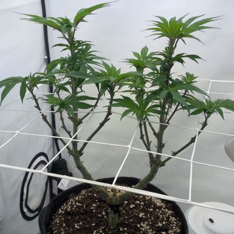 STELLA x Godfather OG growlog timeline photo