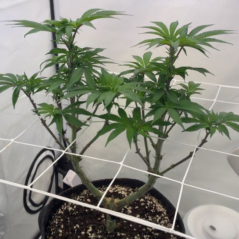 STELLA x Godfather OG growlog timeline photo