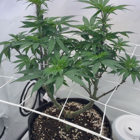 STELLA x Godfather OG growlog timeline photo