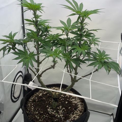 STELLA x Godfather OG growlog timeline photo
