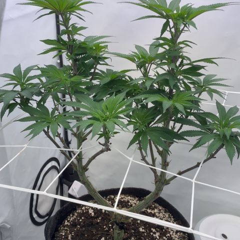 STELLA x Godfather OG growlog timeline photo