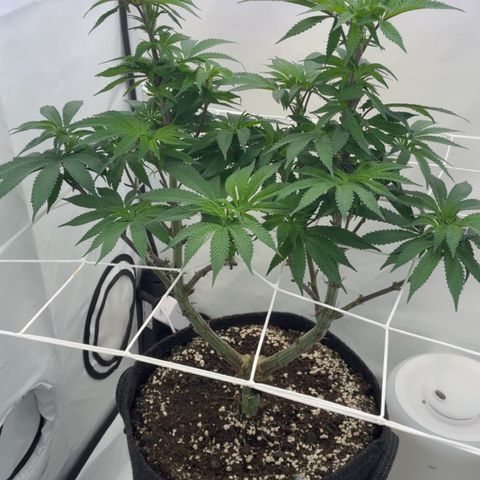 STELLA x Godfather OG growlog timeline photo