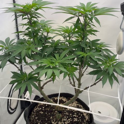 STELLA x Godfather OG growlog timeline photo