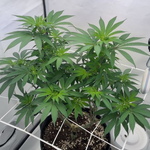 STELLA x Godfather OG growlog timeline photo