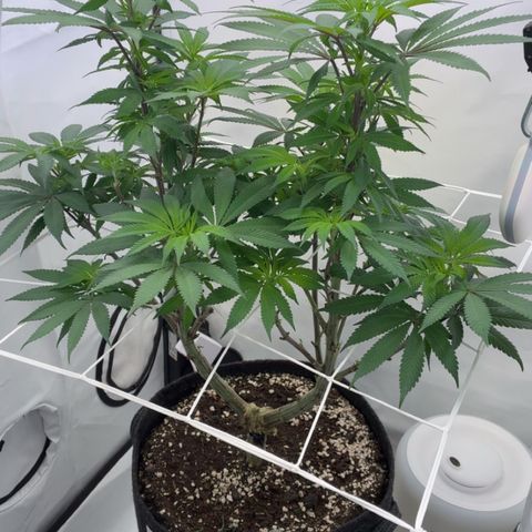 STELLA x Godfather OG growlog timeline photo